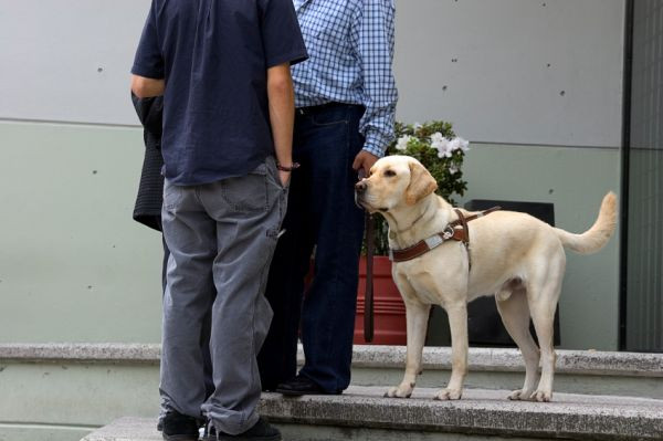 導盲犬入車廂被投訴 引網友熱議