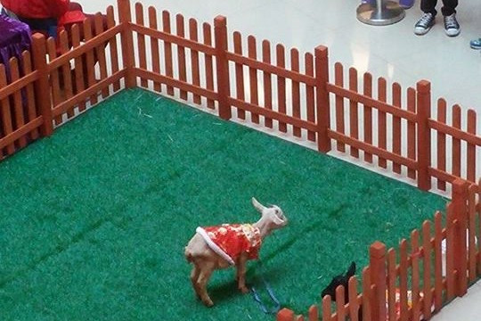 商場用真羊籌款　惹網友炮轟