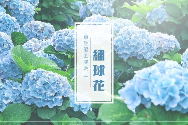 【Selfie Time】童話般的陽明山繡球花