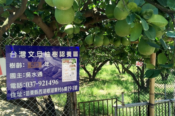 想要好吃又特別的水果？不如認養果樹，輕鬆當農夫