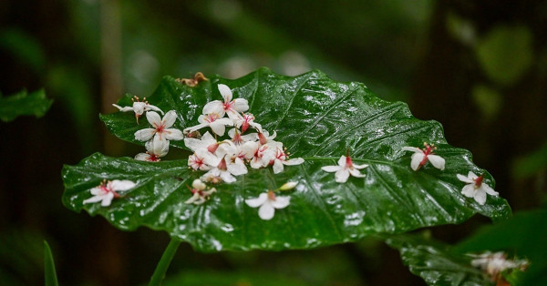 冷門賞桐地大山背，氣氛幽靜遺世獨立