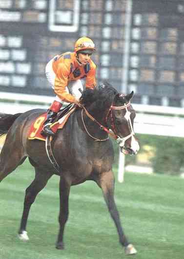 馬年蹄印與城史年輪：回顧一代代香港馬王的傳奇
