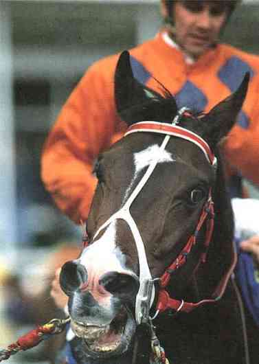 馬年蹄印與城史年輪：回顧一代代香港馬王的傳奇