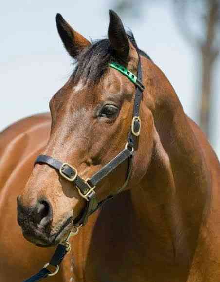 馬年蹄印與城史年輪：回顧一代代香港馬王的傳奇
