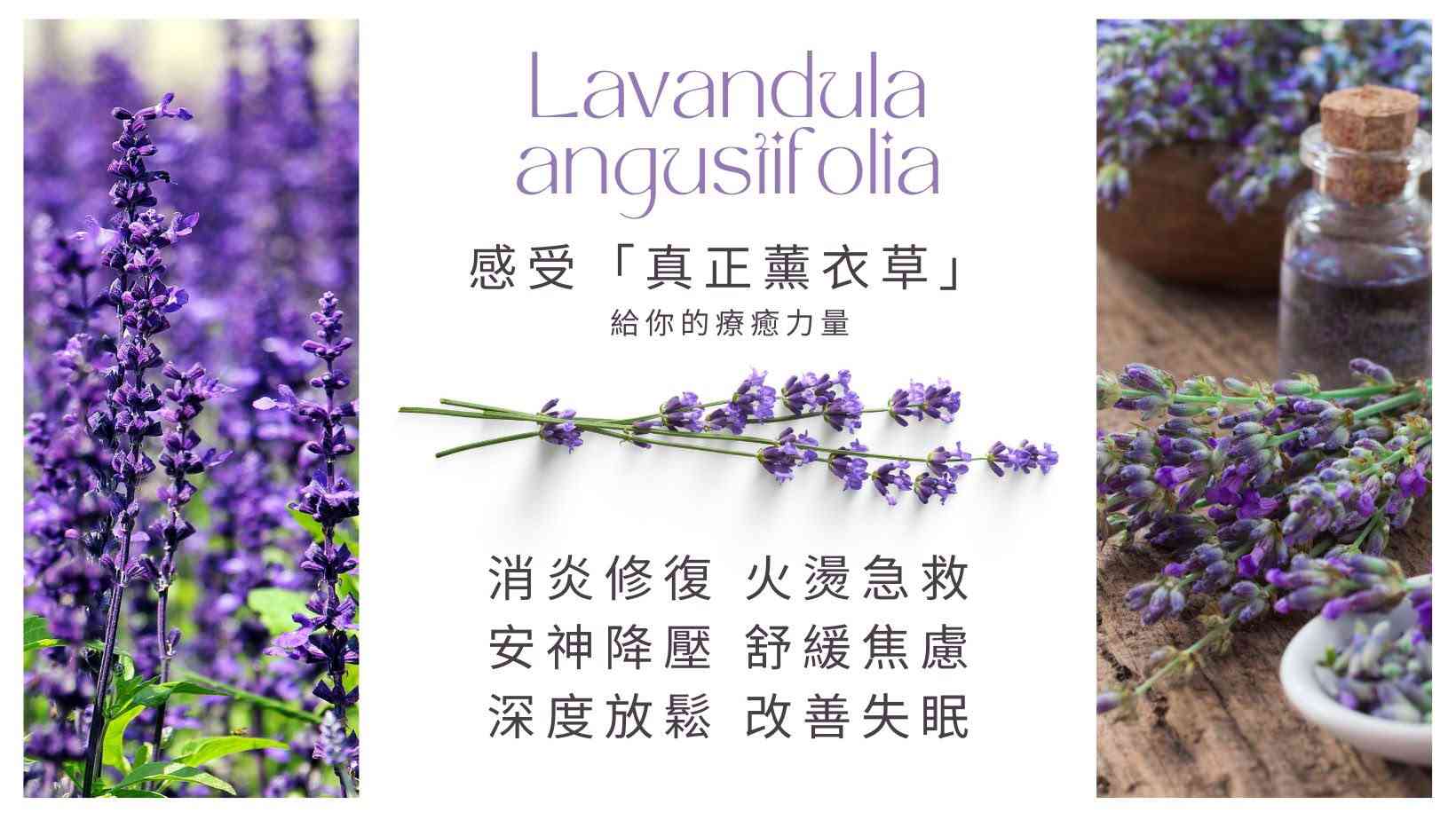 芳療界的「萬用仙子」！薰衣草如何從緊急修復，融入日常的香氣儀式