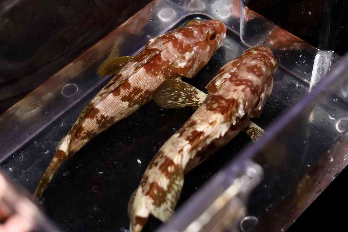 上海北外灘雲端上的閩菜風味: 黃貢椒鹹菜肉筋蒸象拔蚌、福建老酒醉寧德老蟶、九層塔海瓜子炒飯，一山海兼備的舌尖盛宴！