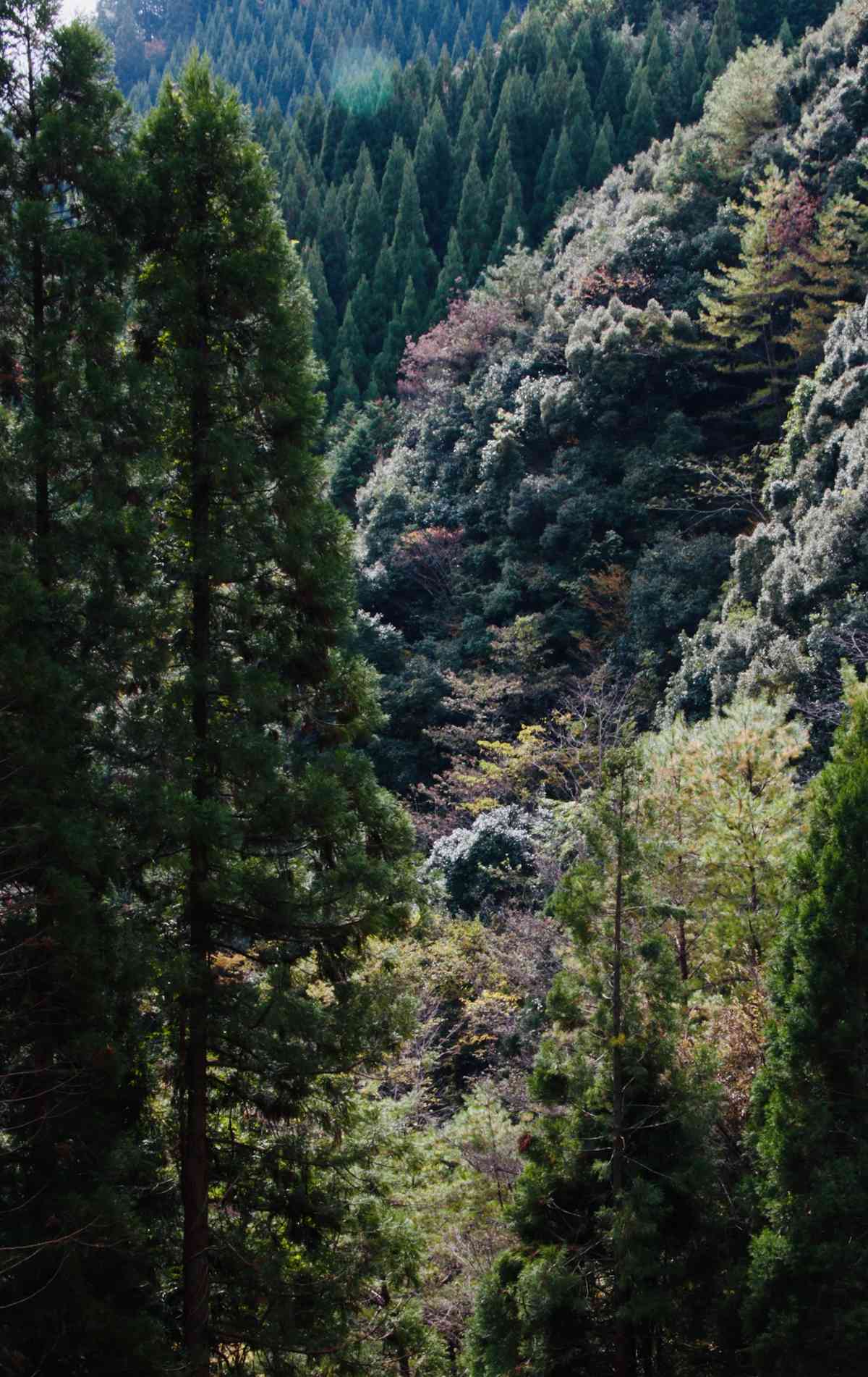 宮崎森林業的永續之道：世代自伐林業的文化血脈 見證自然與生命的延續