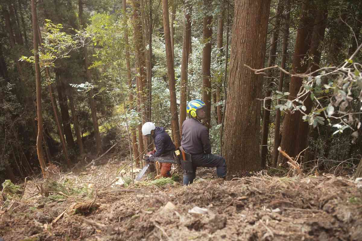 宮崎森林業的永續之道：世代自伐林業的文化血脈 見證自然與生命的延續