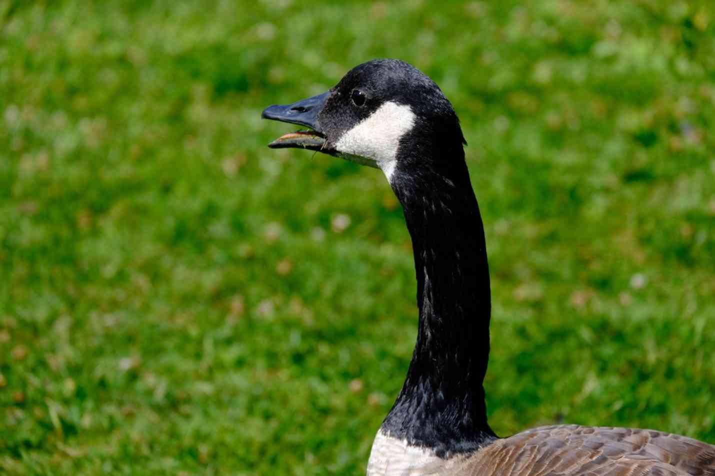 兒童之家 - 温哥華遊學團分享會 兒童之家 - 温哥華遊學團分享會