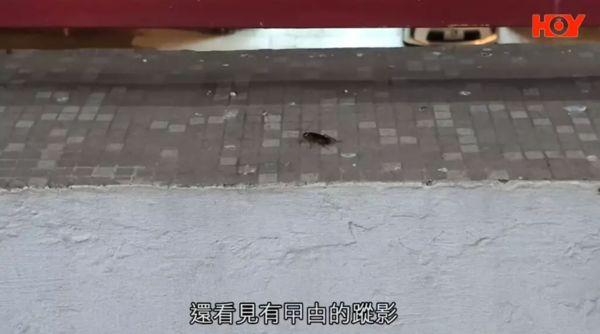 一線搜查︱知名連鎖壽司店稱產品「即日生產銷售」 遭踢爆用隔夜預製壽司飯：保溫箱16小時無冷藏、廚餘桶曱甴為鄰