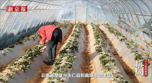 凍乾士多啤梨｜內地士多啤梨凍乾被曝致癌重金屬超標14倍+20種農藥殘留　產業鏈大起底造假成「潛規則」