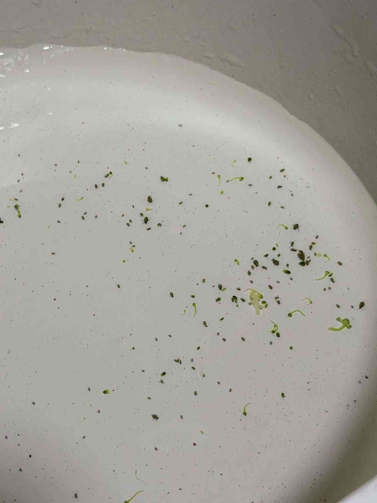 西蘭花清洗丨西蘭花洗極都有蟲　港女浸1小時換水3次仍烚出恐怖黑蟲崩潰：唔敢食西蘭花