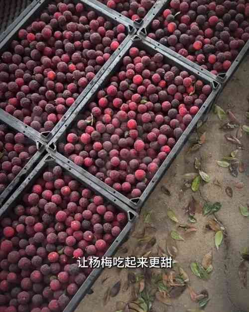 黑心楊梅｜內地爆「毒楊梅」流入全國　黑心商販用｢8000倍甜度｣添加劑浸泡　工人：我們都不敢吃