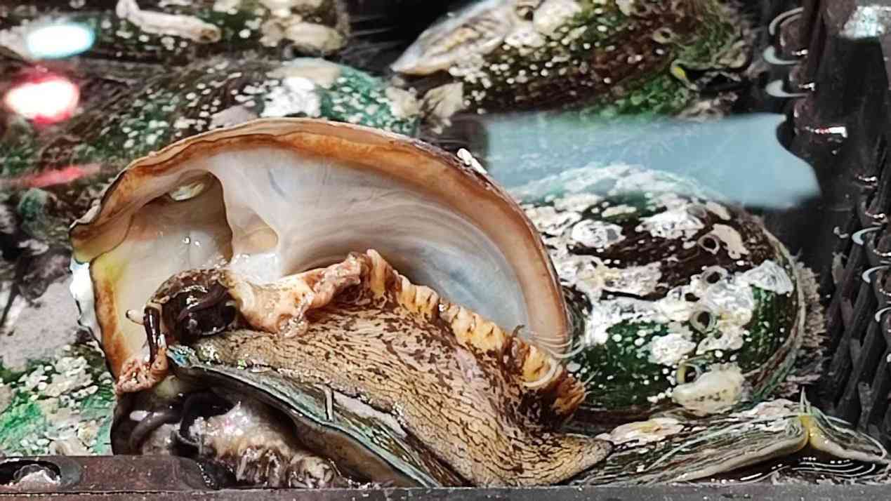 中醫拆解鮑魚功效 │ 養血柔肝滋陰降火，鮑魚殼為中藥石決明清肝明目降血壓