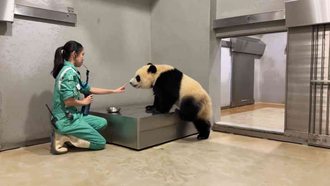 大熊貓龍鳳胎︱加加得得15個月大增磅＋新技能解鎖，海洋公園$269起入場兩次優惠