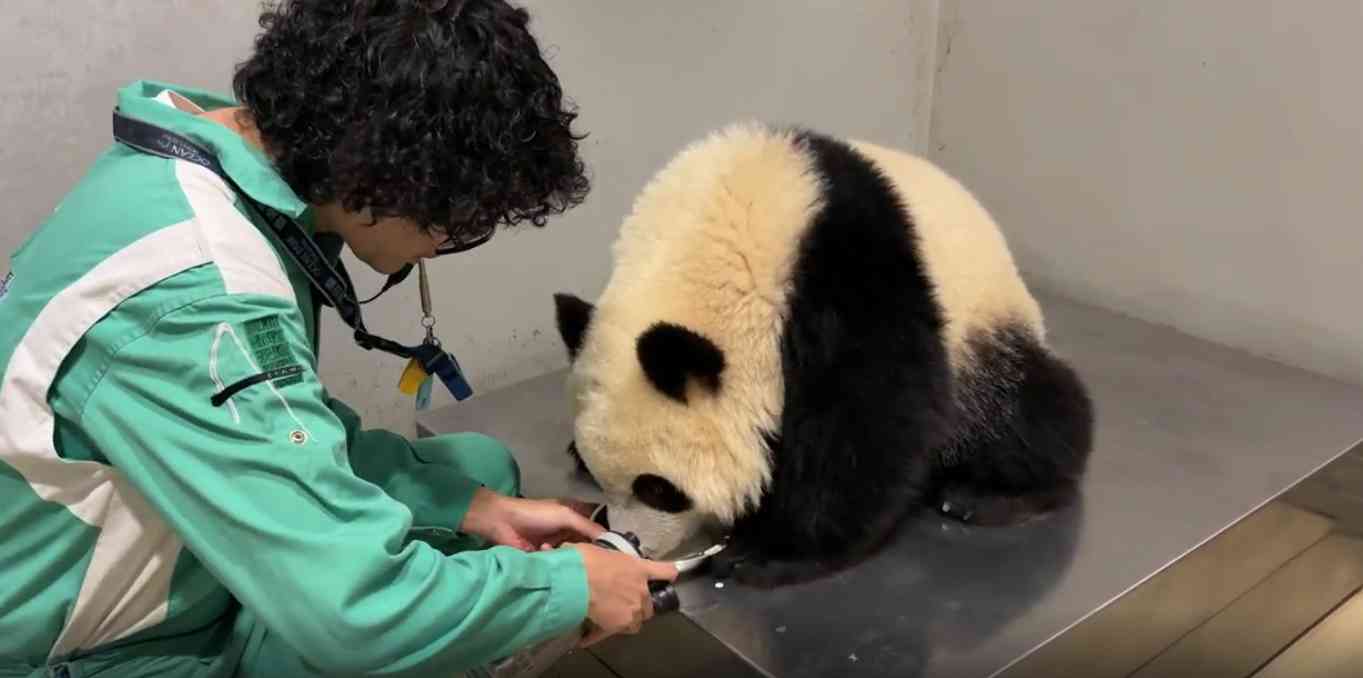 大熊貓龍鳳胎︱加加得得15個月大增磅＋新技能解鎖，海洋公園$269起入場兩次優惠