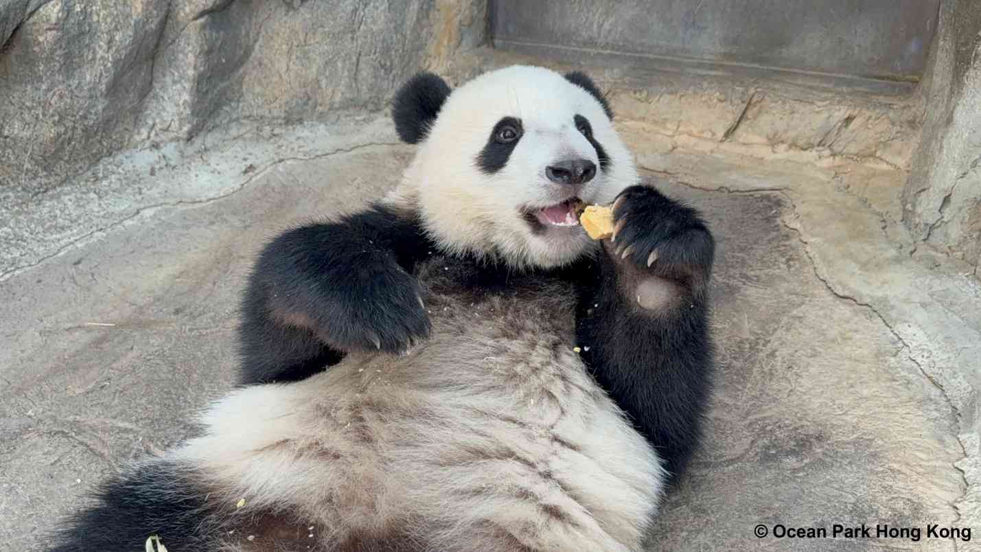 大熊貓龍鳳胎︱加加得得15個月大增磅＋新技能解鎖，海洋公園$269起入場兩次優惠