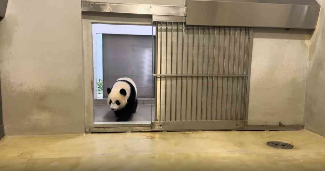 大熊貓龍鳳胎︱加加得得15個月大增磅＋新技能解鎖，海洋公園$269起入場兩次優惠