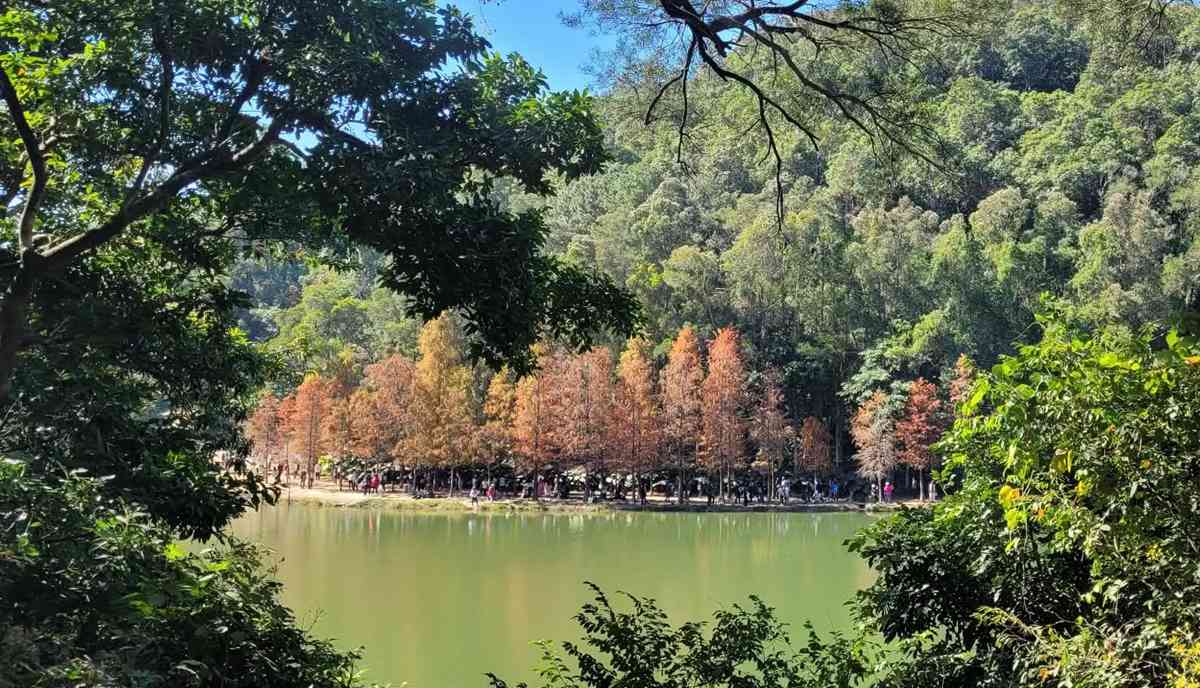 落羽杉季節來了！流水響免費郊野導賞＋交通路線，青衣公園八成轉紅＋北區公園