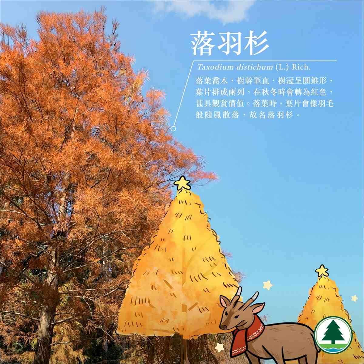 落羽杉季節來了！流水響免費郊野導賞＋交通路線，青衣公園八成轉紅＋北區公園