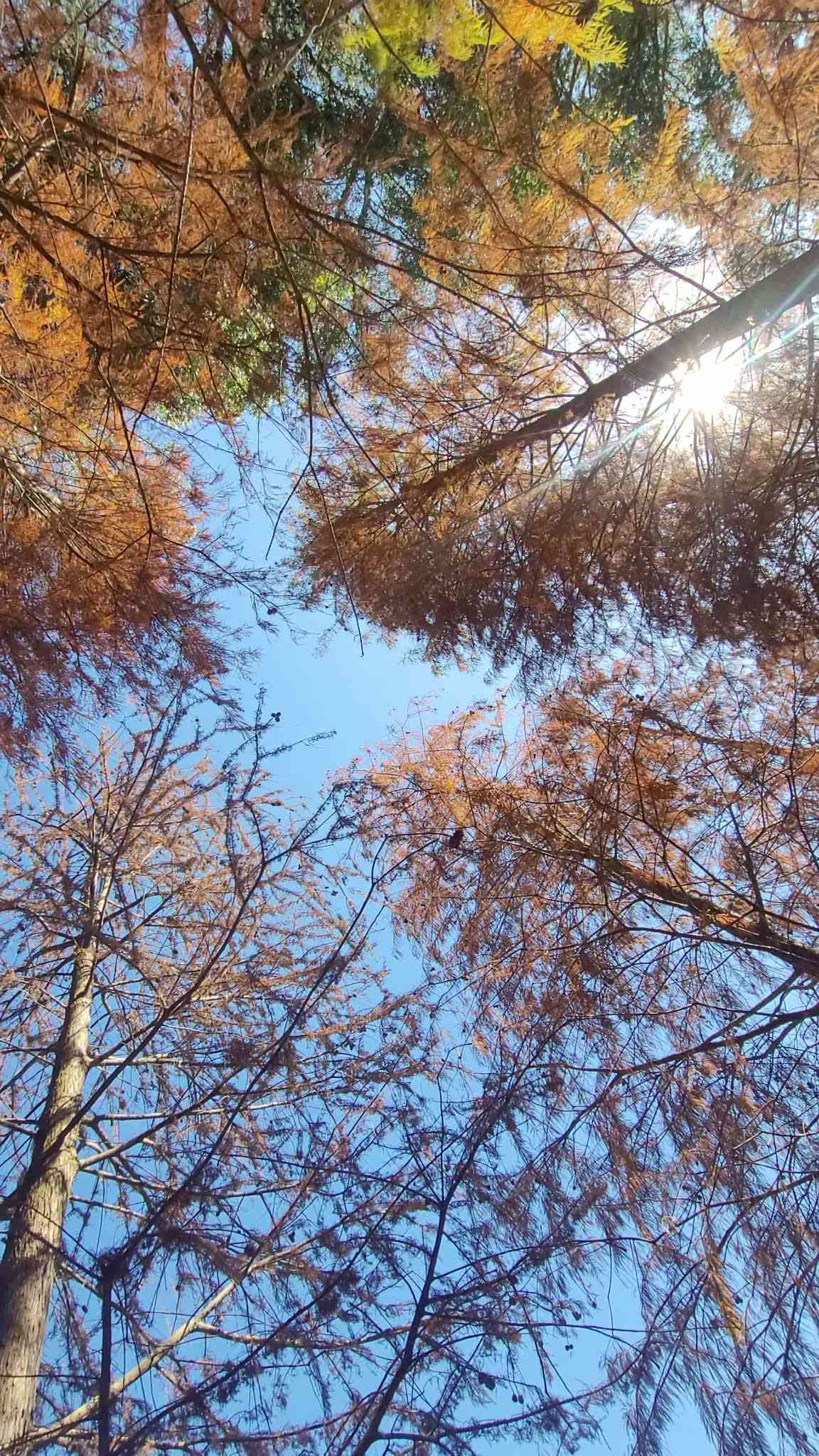 落羽杉季節來了！流水響免費郊野導賞＋交通路線，青衣公園八成轉紅＋北區公園