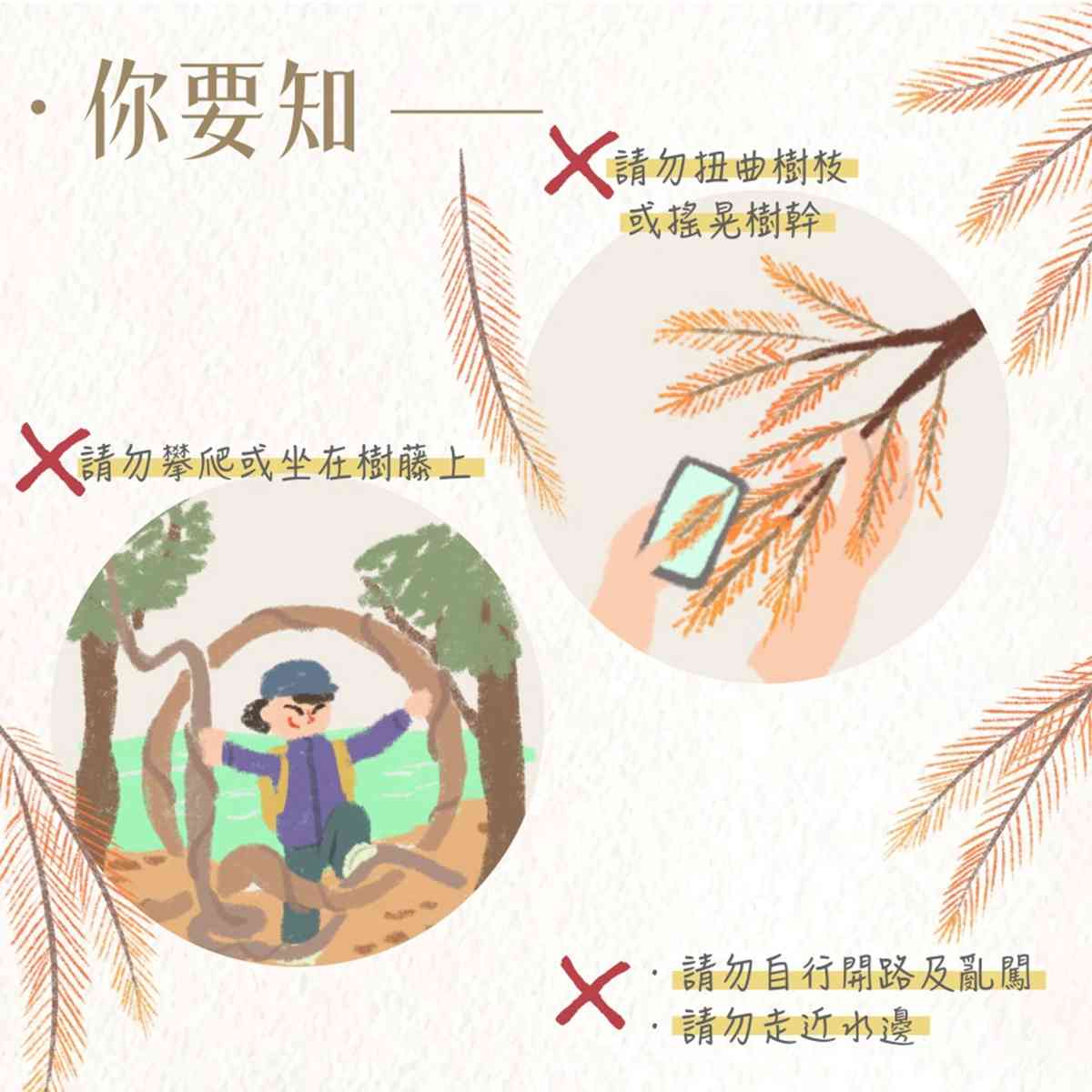 落羽杉季節來了！流水響免費郊野導賞＋交通路線，青衣公園八成轉紅＋北區公園