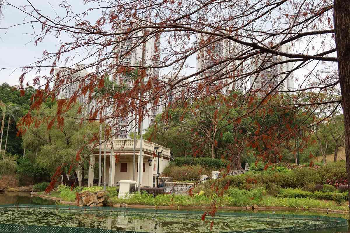 落羽杉季節來了！流水響免費郊野導賞＋交通路線，青衣公園八成轉紅＋北區公園