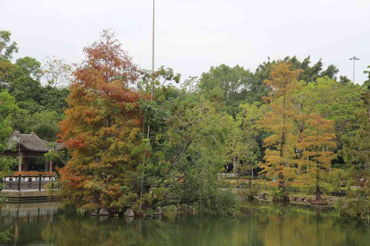 落羽杉季節來了！流水響免費郊野導賞＋交通路線，青衣公園八成轉紅＋北區公園
