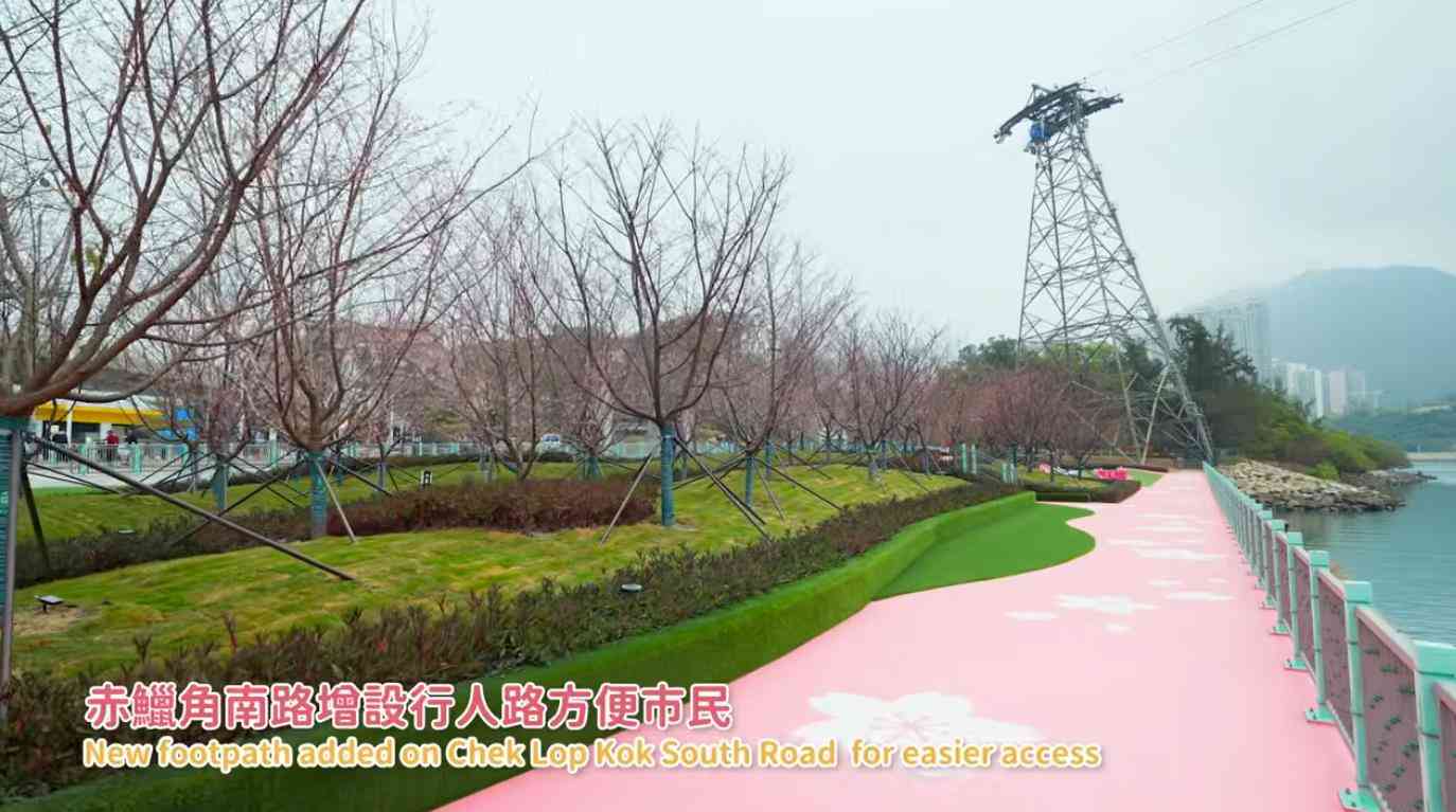 機場島櫻花園開放｜新增櫻花小徑＋未來兩周盛放＋前往新路線
