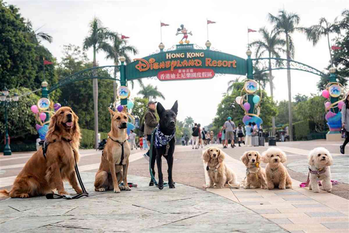 愛協「全城狗狗行善日2026」:寵物狗可首度踏上港鐵+香港迪士尼慈善步行活動+寵物嘉年華 愛協「全城狗狗行善日2026」:寵物狗可首度踏上港鐵+香港迪士尼慈善步行活動+寵物嘉年華