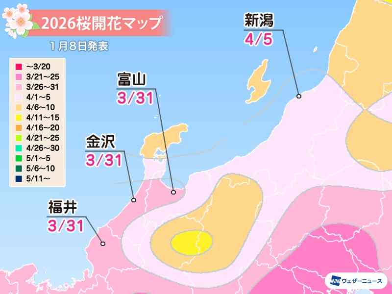 日本櫻花預測2026｜東京3.21開花、3.27滿開！福岡3.23、大阪3.26開花
