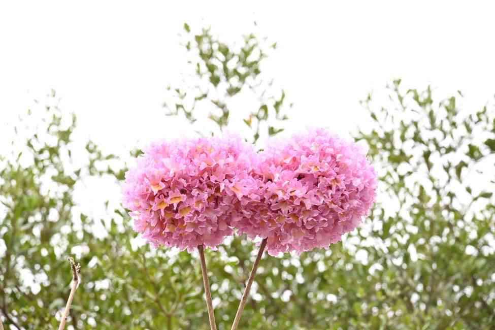 賞花情報︱添馬公園「紫花風鈴木園」盛放中！＋茶果嶺海濱公園＋粉嶺火車站遊樂場花海打卡