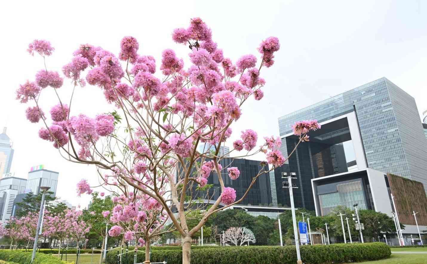 賞花情報︱添馬公園「紫花風鈴木園」盛放中！＋茶果嶺海濱公園＋粉嶺火車站遊樂場花海打卡