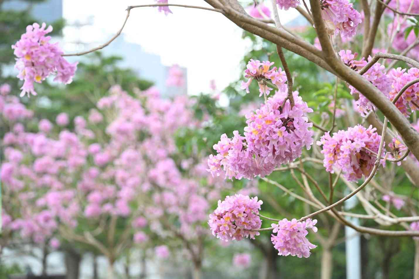 賞花情報︱添馬公園「紫花風鈴木園」盛放中！＋茶果嶺海濱公園＋粉嶺火車站遊樂場花海打卡