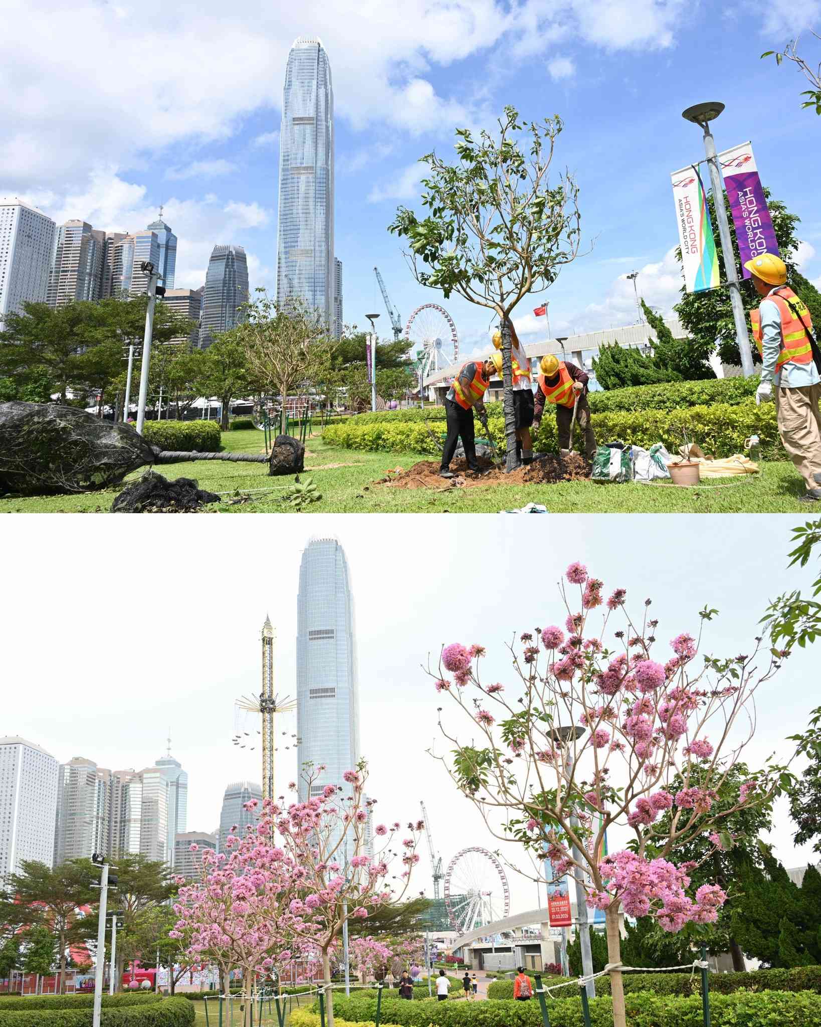 賞花情報︱添馬公園「紫花風鈴木園」盛放中！＋茶果嶺海濱公園＋粉嶺火車站遊樂場花海打卡