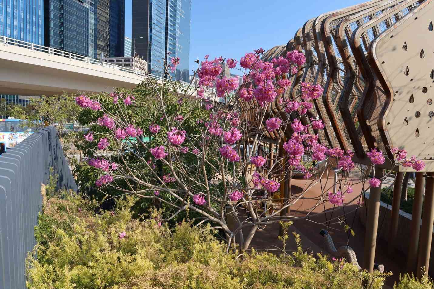 賞花情報︱添馬公園「紫花風鈴木園」盛放中！＋茶果嶺海濱公園＋粉嶺火車站遊樂場花海打卡