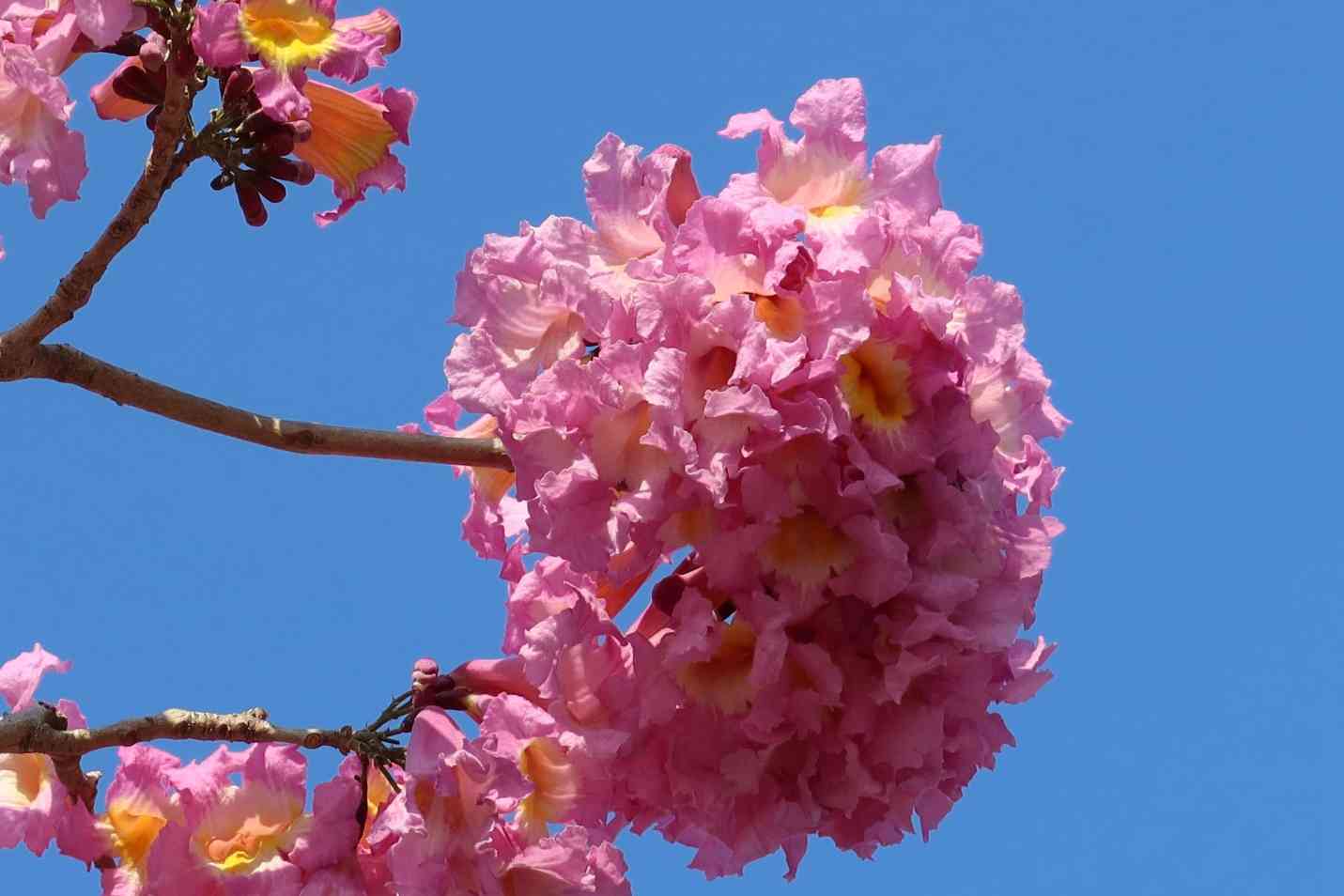 賞花情報︱添馬公園「紫花風鈴木園」盛放中！＋茶果嶺海濱公園＋粉嶺火車站遊樂場花海打卡