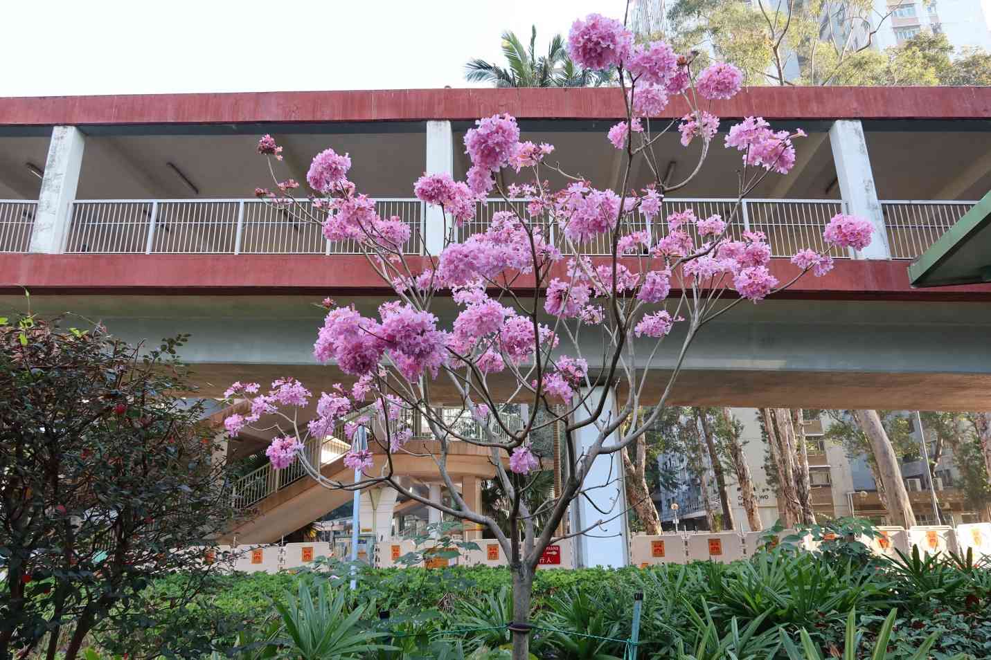 賞花情報︱添馬公園「紫花風鈴木園」盛放中！＋茶果嶺海濱公園＋粉嶺火車站遊樂場花海打卡