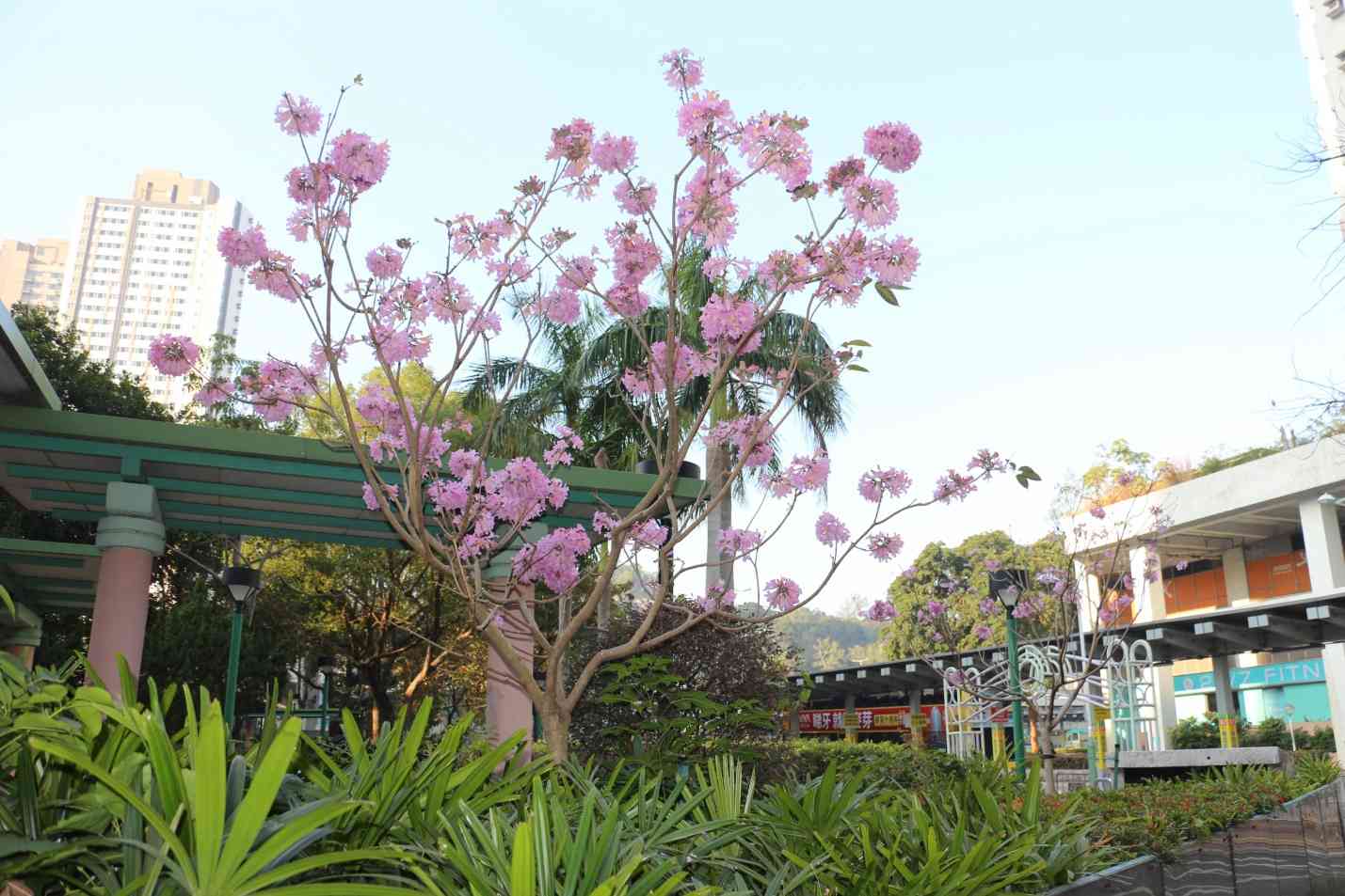 賞花情報︱添馬公園「紫花風鈴木園」盛放中！＋茶果嶺海濱公園＋粉嶺火車站遊樂場花海打卡