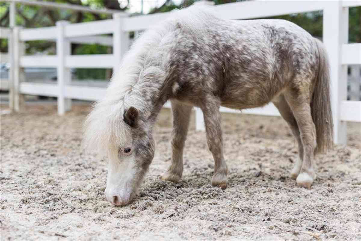 中環大館限定雪特蘭小馬體驗＋門票包$50餐飲購物券＋購票方法