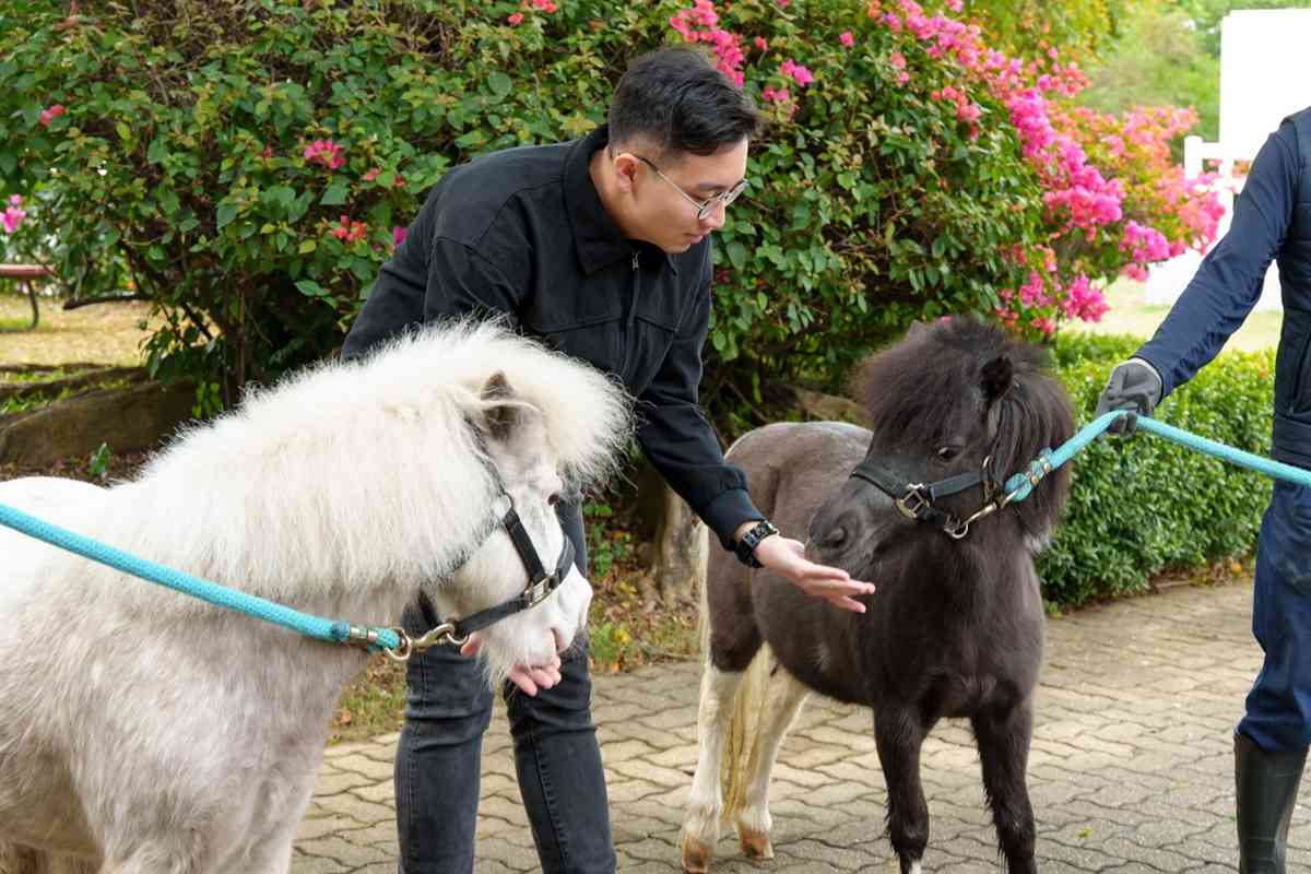 中環大館限定雪特蘭小馬體驗＋門票包$50餐飲購物券＋購票方法