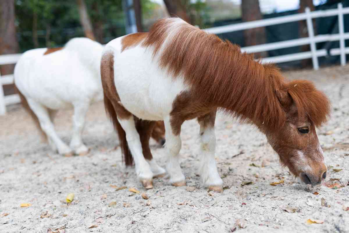 中環大館限定雪特蘭小馬體驗＋門票包$50餐飲購物券＋購票方法