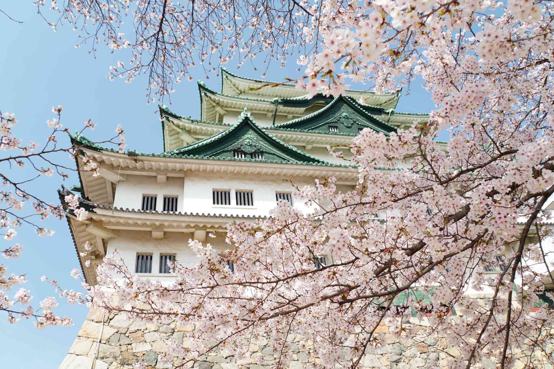 日本櫻花預測2026｜名古屋跑贏東京，3月20日全日本最早開花！東京3月28日満開
