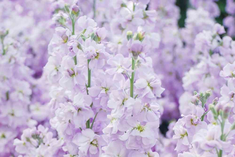 香港花展2026︱維園花展3 月20日開幕＋年度主題花紫羅蘭＋長者免費入場