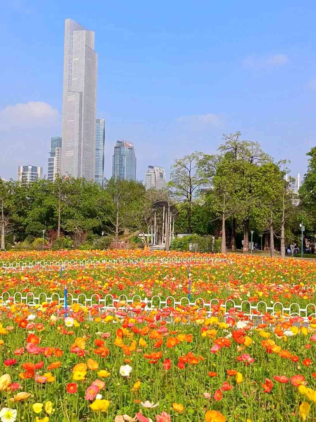北上賞花|免費入場!超夢幻簕杜鵑花隧道、罌粟花海 北上賞花|免費入場!超夢幻簕杜鵑花隧道、罌粟花海