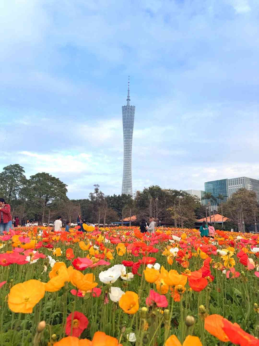 北上賞花|免費入場!超夢幻簕杜鵑花隧道、罌粟花海 北上賞花|免費入場!超夢幻簕杜鵑花隧道、罌粟花海