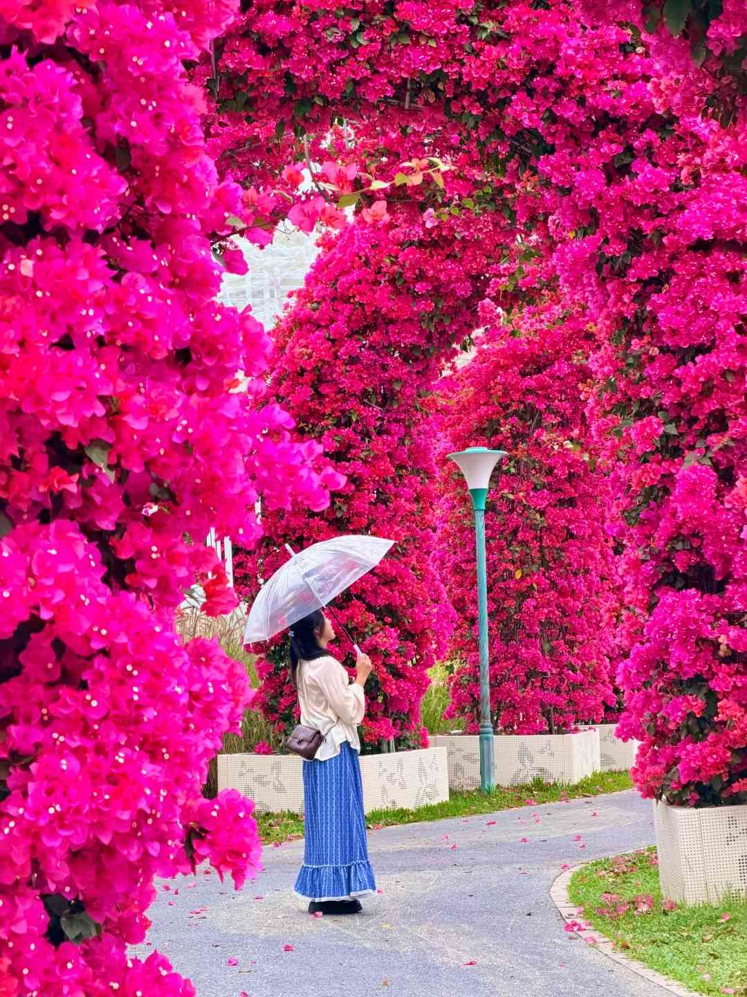 北上賞花|免費入場!超夢幻簕杜鵑花隧道、罌粟花海 北上賞花|免費入場!超夢幻簕杜鵑花隧道、罌粟花海