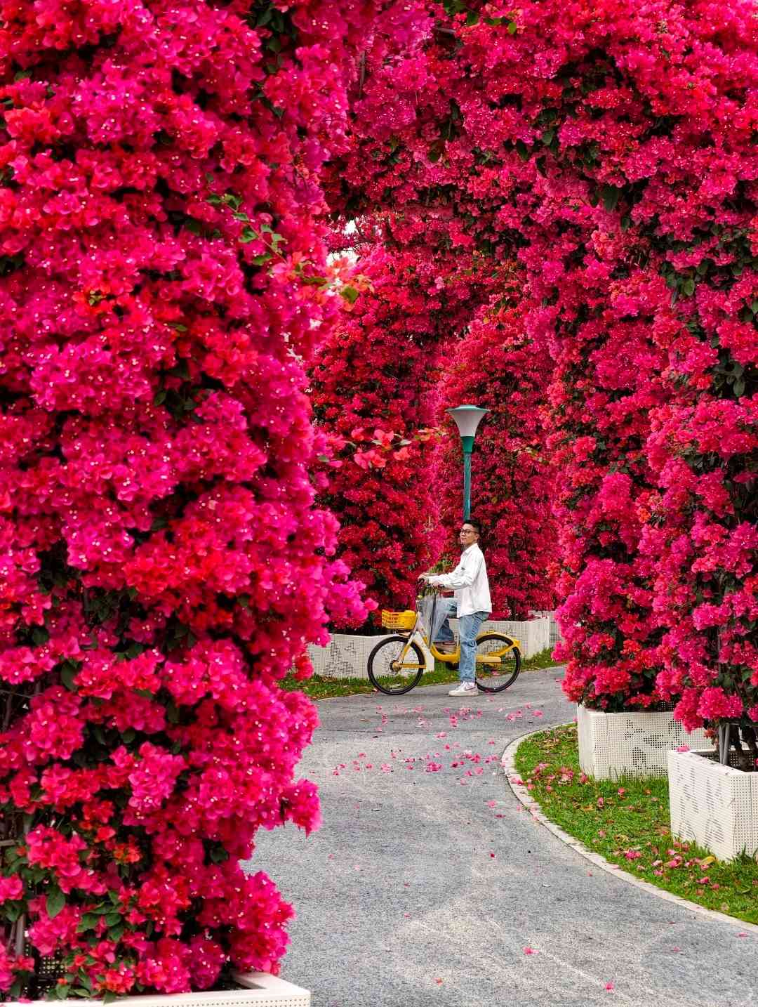 北上賞花|免費入場!超夢幻簕杜鵑花隧道、罌粟花海 北上賞花|免費入場!超夢幻簕杜鵑花隧道、罌粟花海