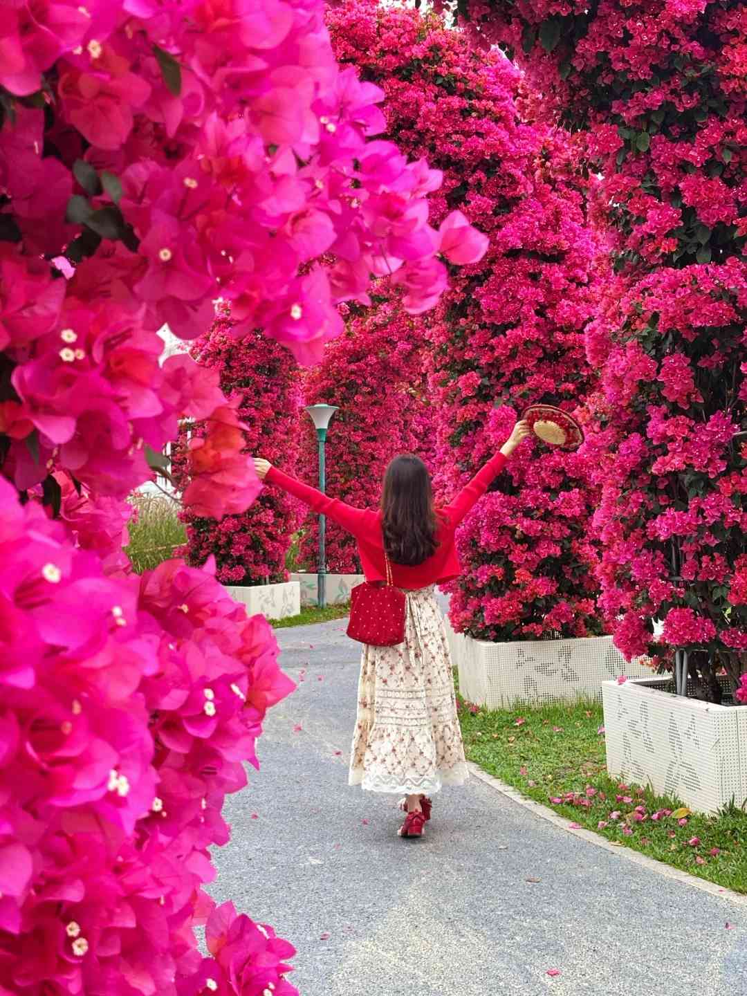 北上賞花|免費入場!超夢幻簕杜鵑花隧道、罌粟花海 北上賞花|免費入場!超夢幻簕杜鵑花隧道、罌粟花海