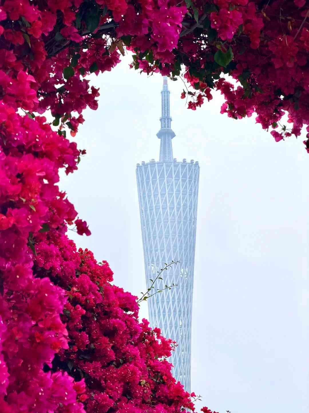 北上賞花|免費入場!超夢幻簕杜鵑花隧道、罌粟花海 北上賞花|免費入場!超夢幻簕杜鵑花隧道、罌粟花海